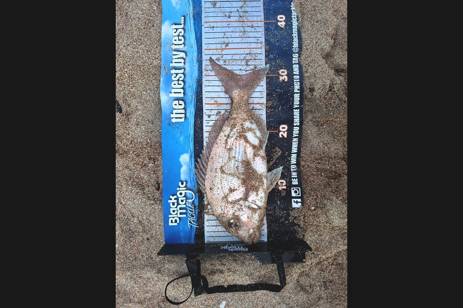 Craig Dunlop caught this 30.0cm Snapper at Coromandel during The Export NZ Fishing Competition