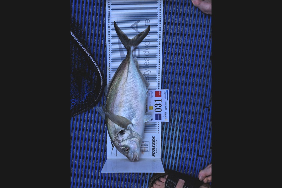 Dylan Mills caught this 55.0cm Trevally at Bay of Plenty during The Export NZ Fishing Competition