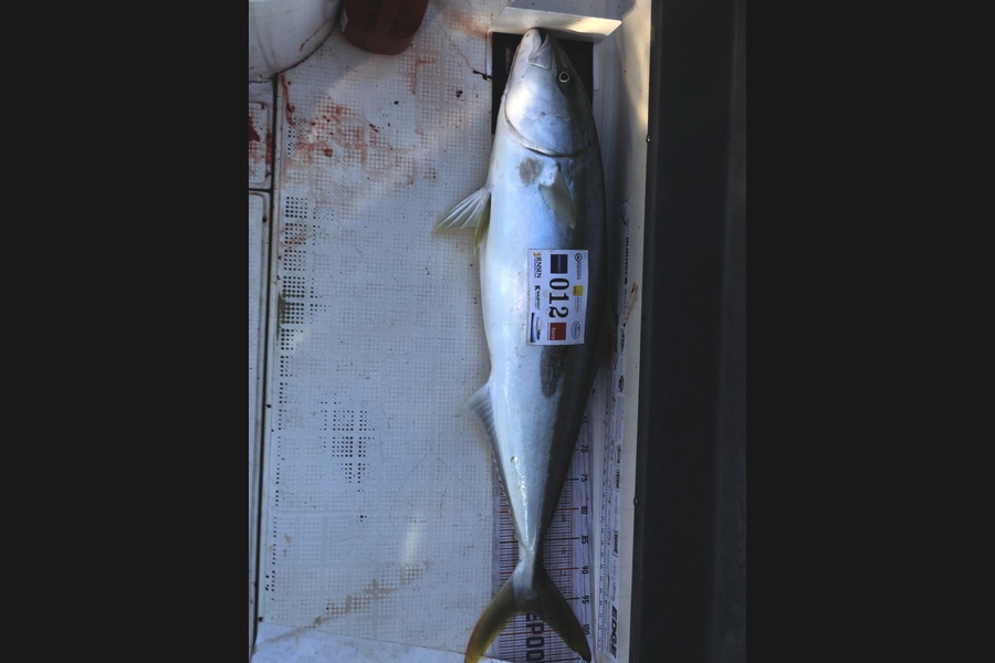 Stephanus Greyling caught this 97.0cm Kingfish at Bay of Plenty during The Export NZ Fishing Competition
