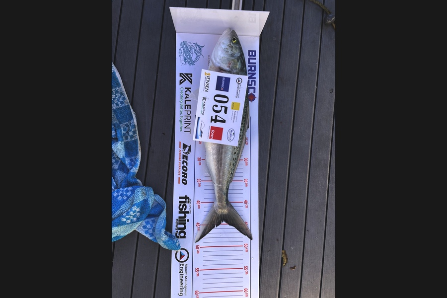 Ted Moore caught this 44.0cm Kahawai at Bay of Plenty during The Export NZ Fishing Competition