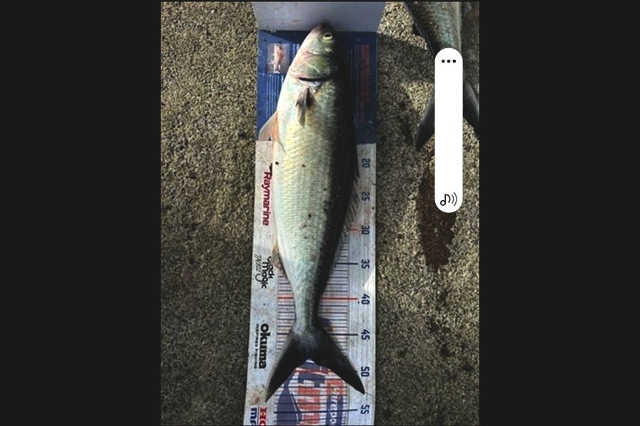 Brett Wilson caught this 48.5cm Kahawai at Wellington during The Export NZ Fishing Competition