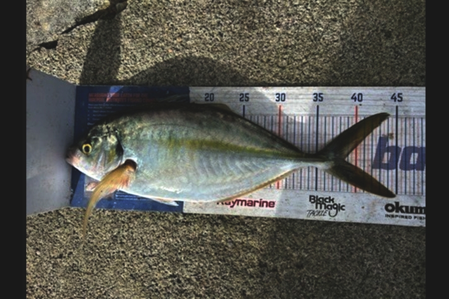 Brett Wilson caught this 38.5cm Trevally at Wellington during The Export NZ Fishing Competition