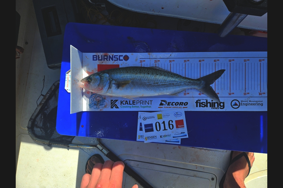 Paul  van loon caught this 43.0cm Kahawai at Bay of Plenty during The Export NZ Fishing Competition