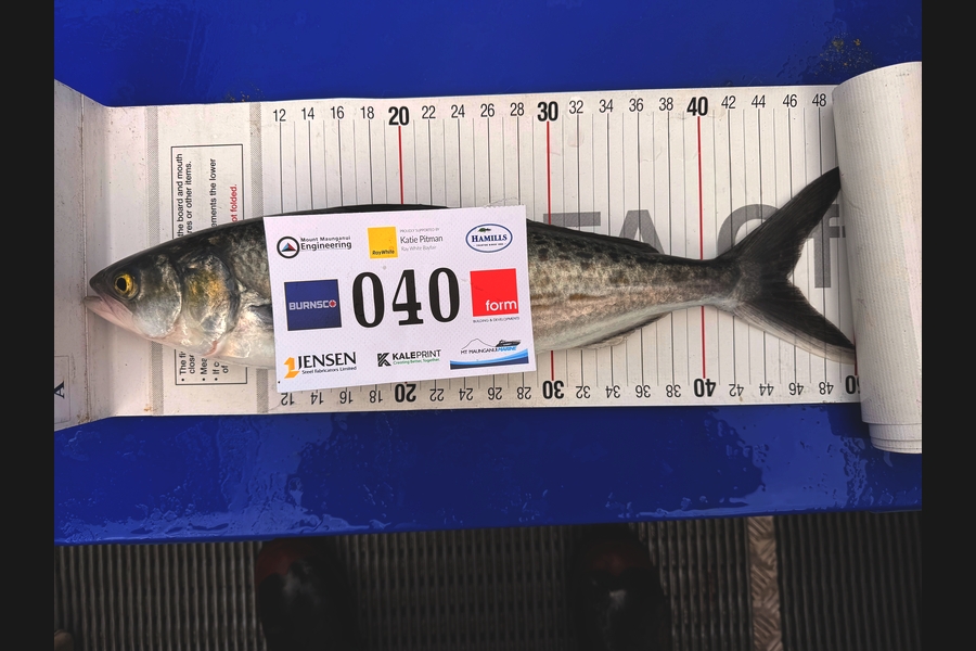 Scott Weir caught this 45.5cm Kahawai at Bay of Plenty during The Export NZ Fishing Competition