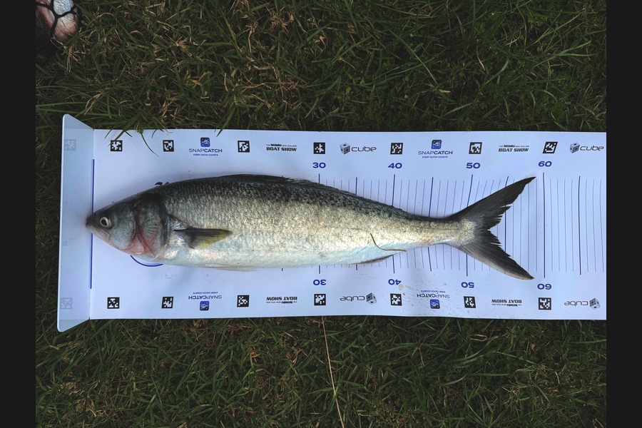 Natalie Barnes caught this 52.0cm Kahawai at Northland during The Export NZ Fishing Competition
