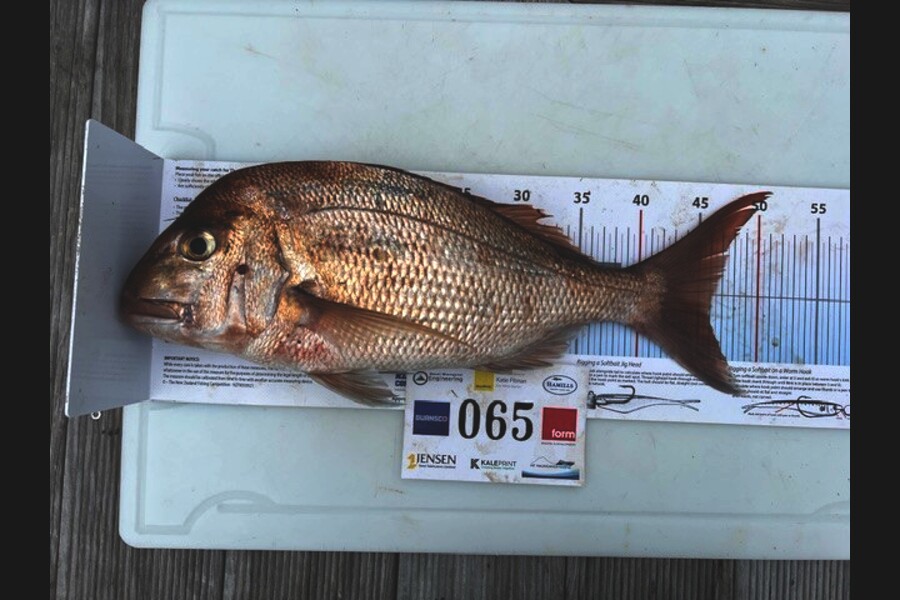 Mike Cleaver caught this 46.0cm Snapper at Bay of Plenty during The Export NZ Fishing Competition