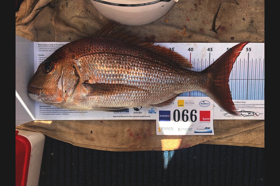 Carol  Ussher caught this 50.0cm Snapper at Bay of Plenty during The Export NZ Fishing Competition
