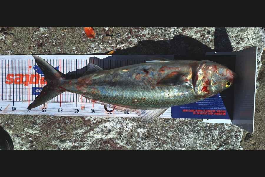 Paul Darry caught this 54.0cm Kahawai at West Coast during The Export NZ Fishing Competition