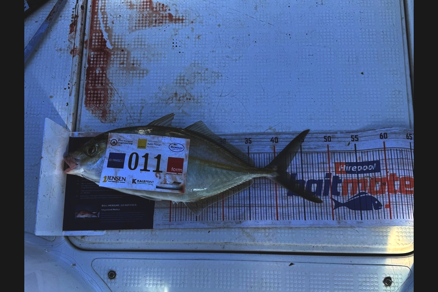 Blake Greyling caught this 42.0cm Trevally at Bay of Plenty during The Export NZ Fishing Competition