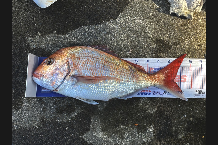 Anthony Murray caught this 62.0cm Snapper at Wellington during The Export NZ Fishing Competition