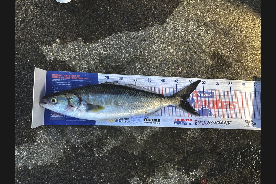 Anthony Murray caught this 48.5cm Kahawai at Wellington during The Export NZ Fishing Competition