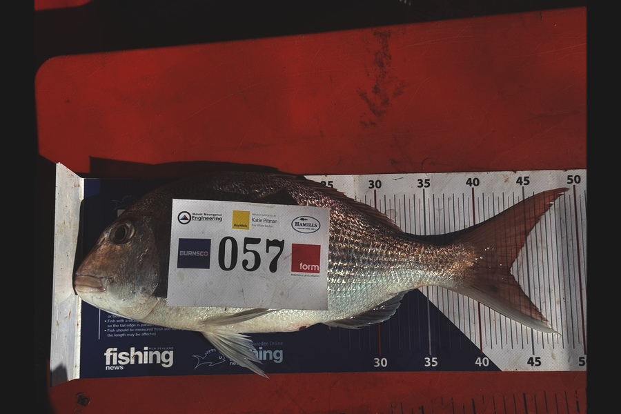 Harper Hough caught this 43.0cm Snapper at Bay of Plenty during The Export NZ Fishing Competition