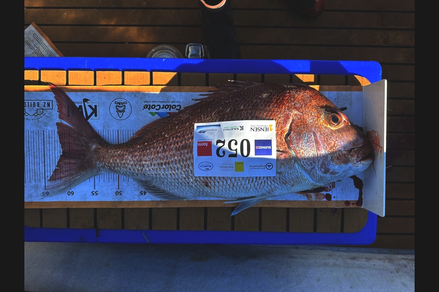 Tom Jensen caught this 61.5cm Snapper at Bay of Plenty during The Export NZ Fishing Competition