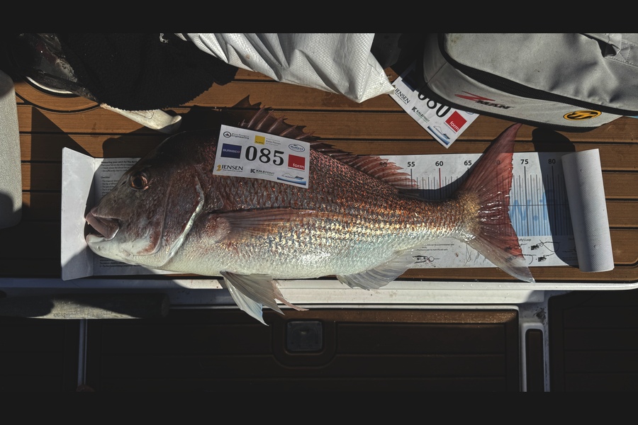 Navare Taylor caught this 71.5cm Snapper at Bay of Plenty during The Export NZ Fishing Competition