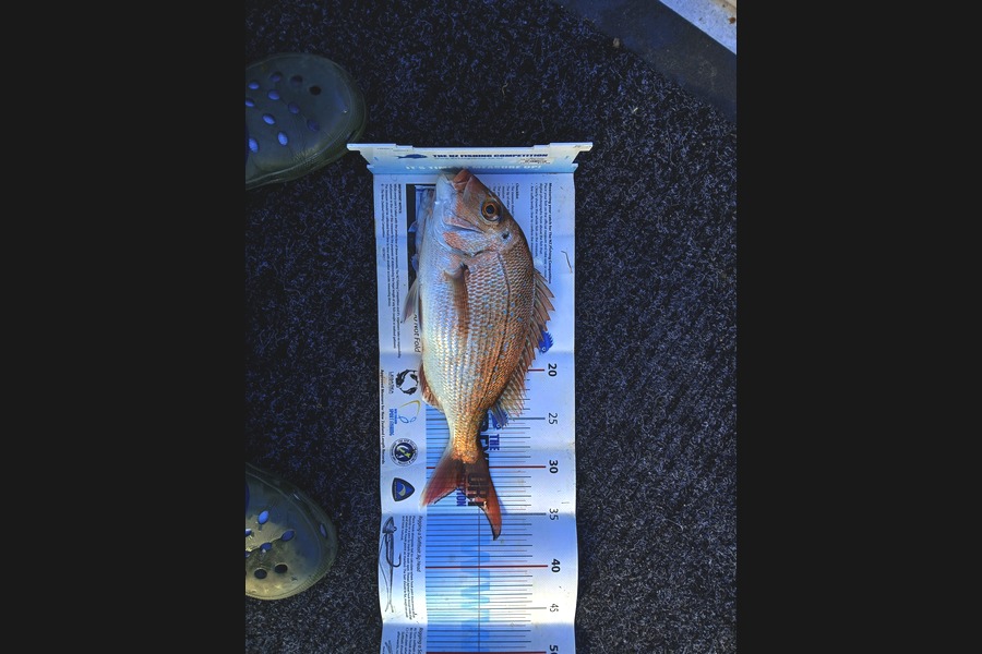 Timothy Fry caught this 32.0cm Snapper at Nelson/Marlborough during The Export NZ Fishing Competition