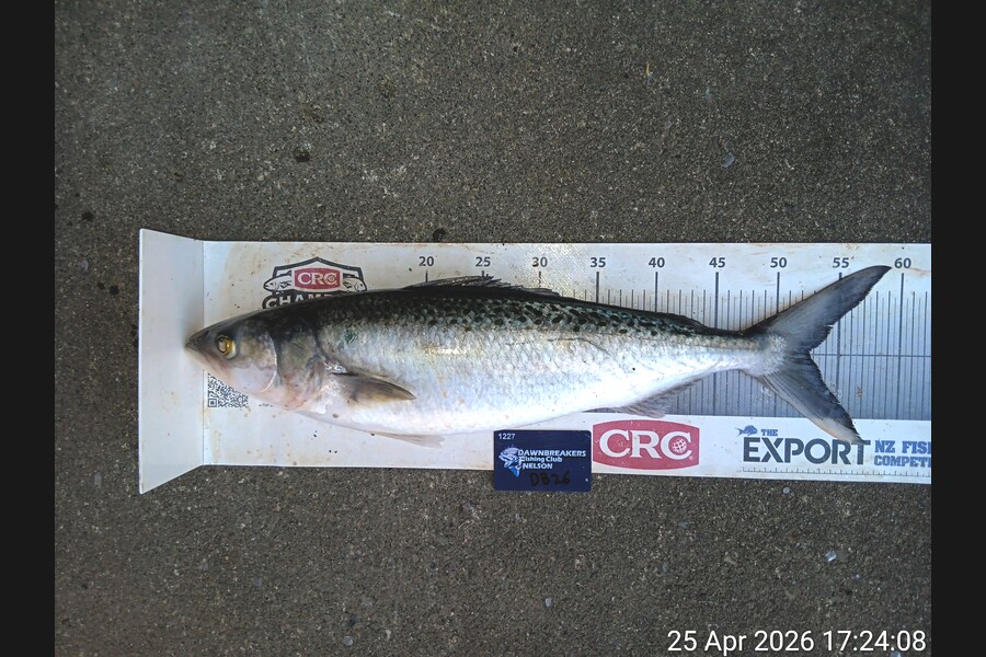 Razel Parsons caught this 52.5cm Kahawai at Nelson/Marlborough during The Export NZ Fishing Competition