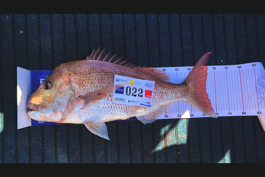 Tyler Speed caught this 66.0cm Snapper at Bay of Plenty during The Export NZ Fishing Competition