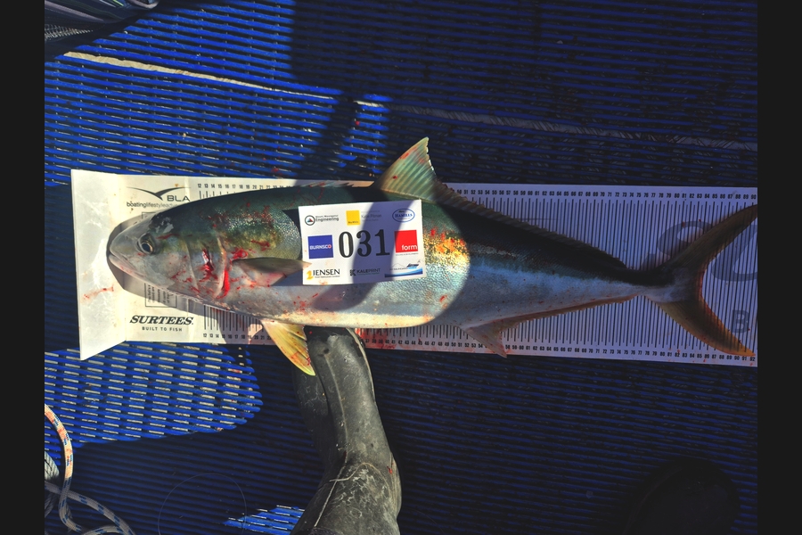 Dylan Mills caught this 84.5cm Kingfish at Bay of Plenty during The Export NZ Fishing Competition