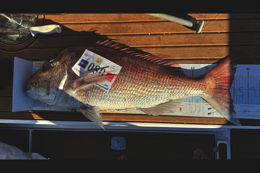 Mitchell Tombleson caught this 78.5cm Snapper at Bay of Plenty during The Export NZ Fishing Competition