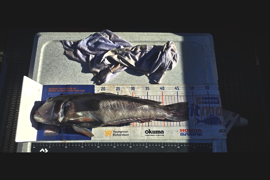 Hayden Scott caught this 48cm Blue Cod at Nelson/Marlborough during The Export NZ Fishing Competition