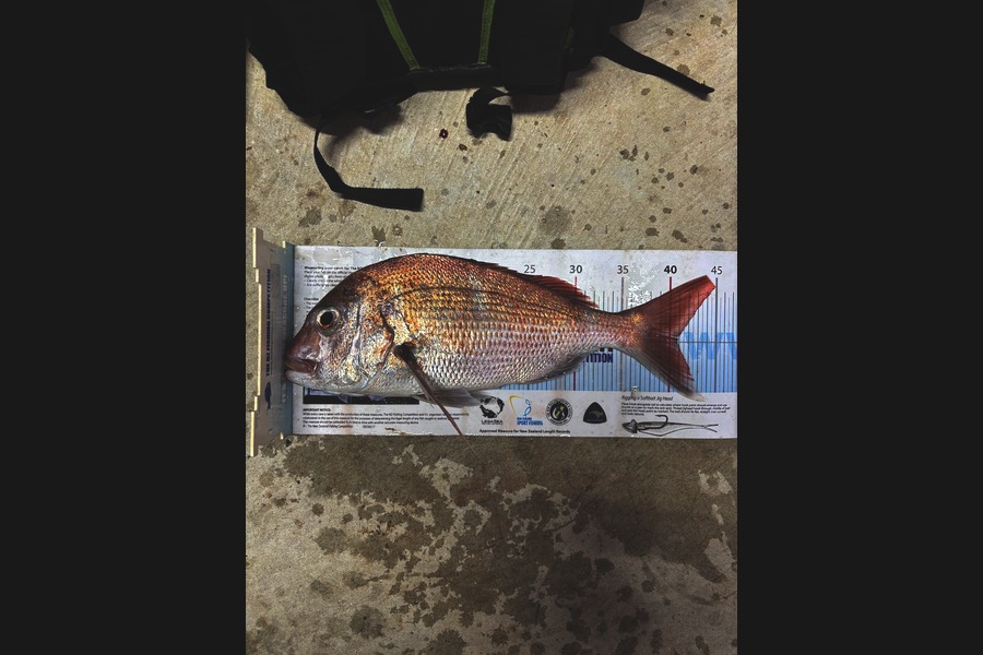 Bob Faram caught this 41.0cm Snapper at Auckland during The Export NZ Fishing Competition