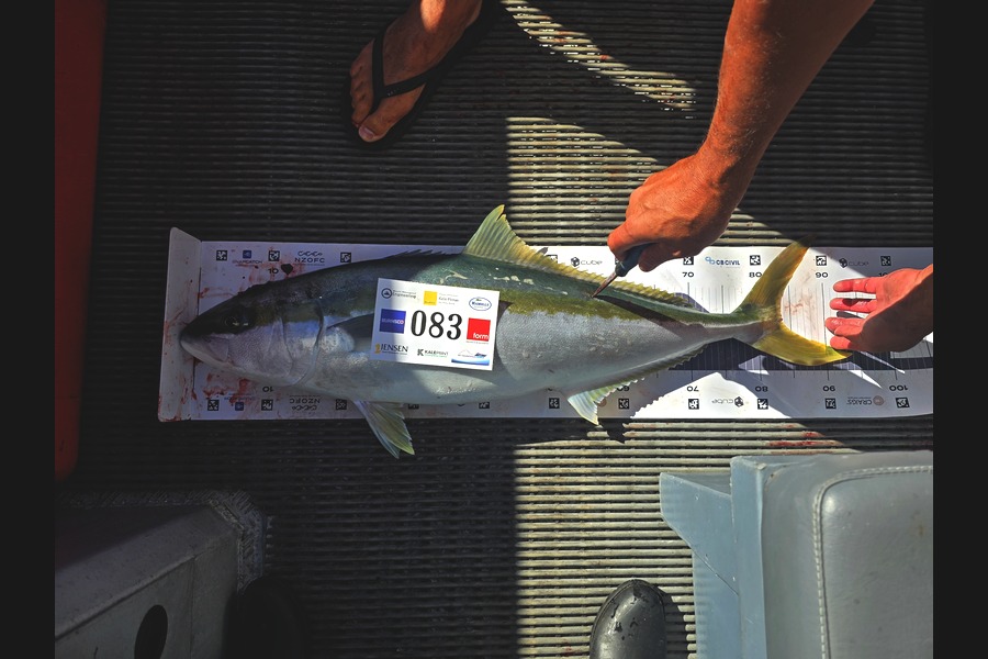 Lea Lester caught this 83.5cm Kingfish at Bay of Plenty during The Export NZ Fishing Competition