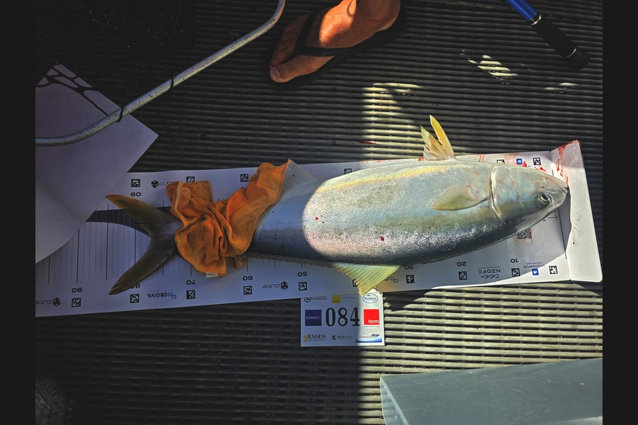 Shane Cobb caught this 77cm Kingfish at Bay of Plenty during The Export NZ Fishing Competition