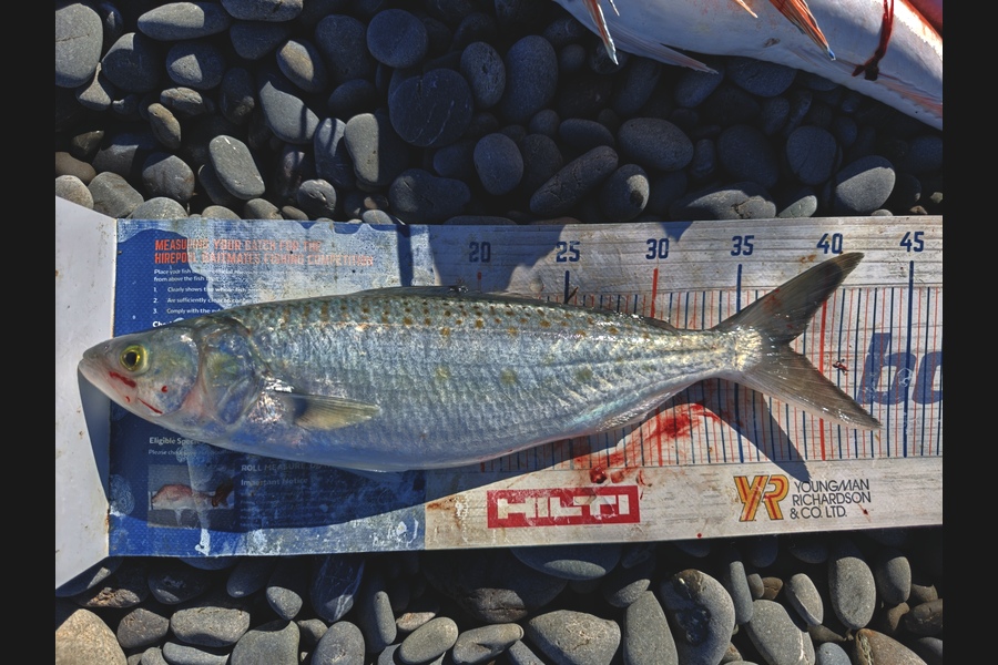 Laurence Knighton caught this 38.0cm Kahawai at Canterbury during The Export NZ Fishing Competition