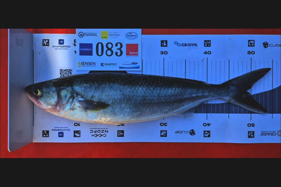 Lea Lester caught this 49.0cm Kahawai at Bay of Plenty during The Export NZ Fishing Competition