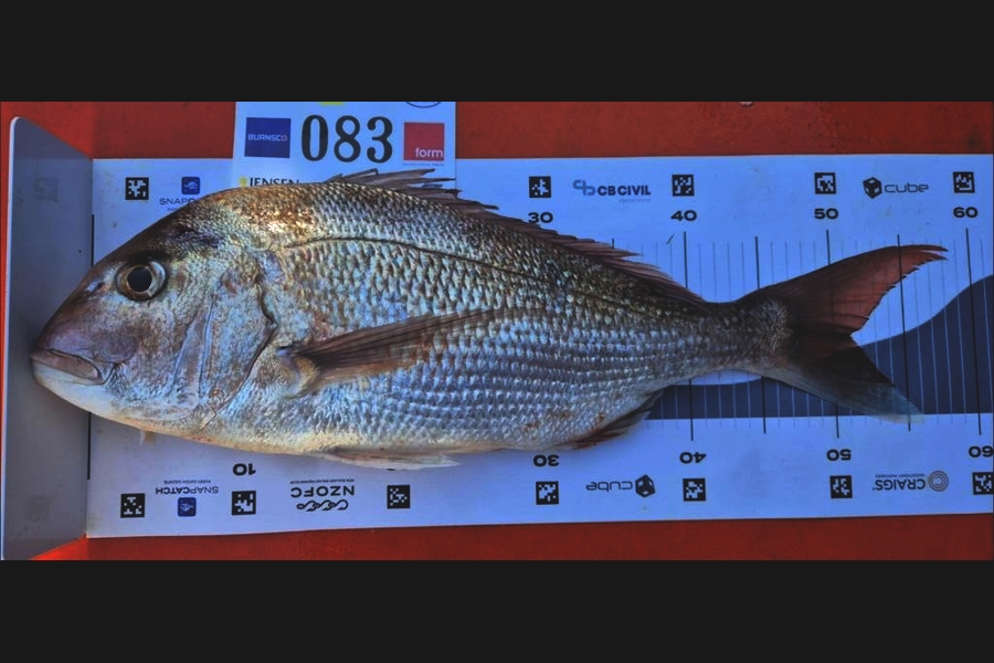 Lea Lester caught this 51cm Snapper at Bay of Plenty during The Export NZ Fishing Competition