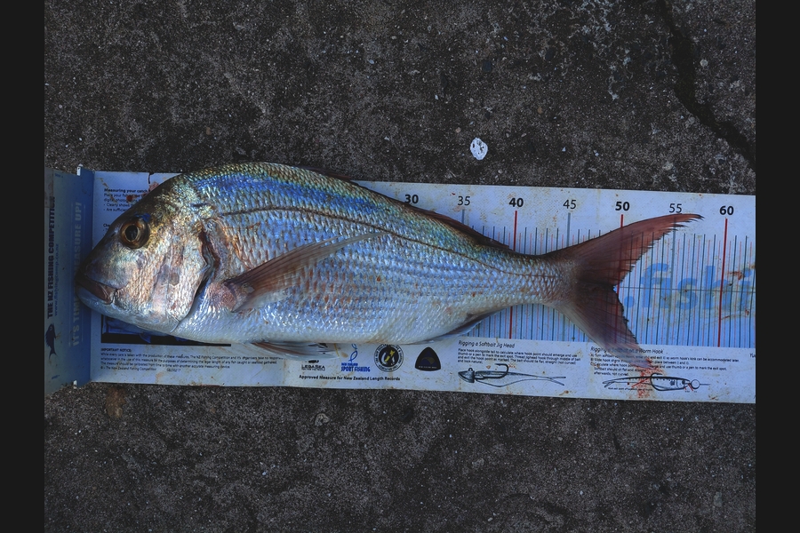 Mike Crawford caught this 49.5cm Snapper at Northland during The Export NZ Fishing Competition