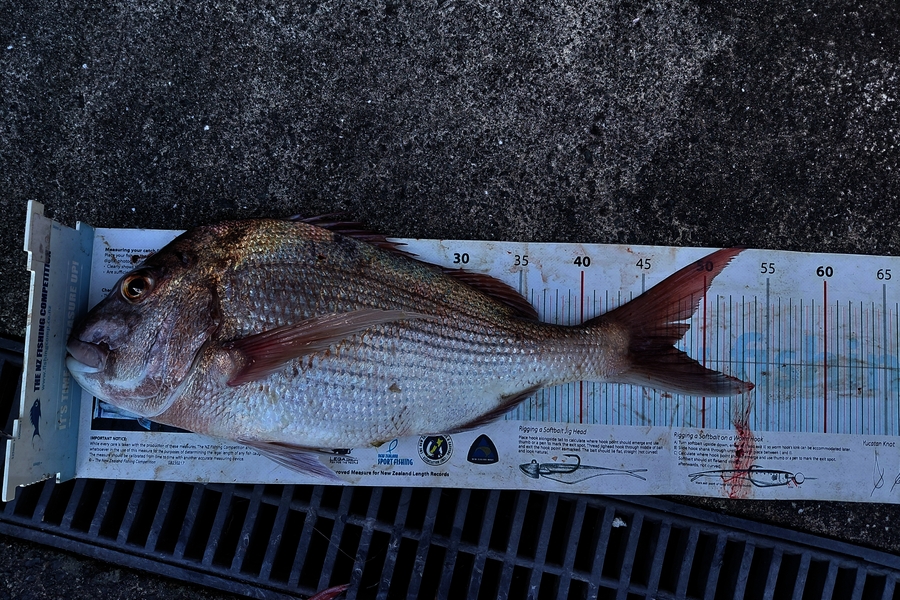 Bruce Hooper caught this 47.5cm Snapper at Northland during The Export NZ Fishing Competition