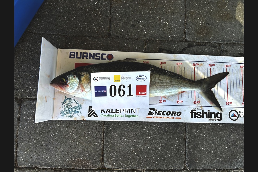 Chris Butler caught this 45.0cm Kahawai at Bay of Plenty during The Export NZ Fishing Competition
