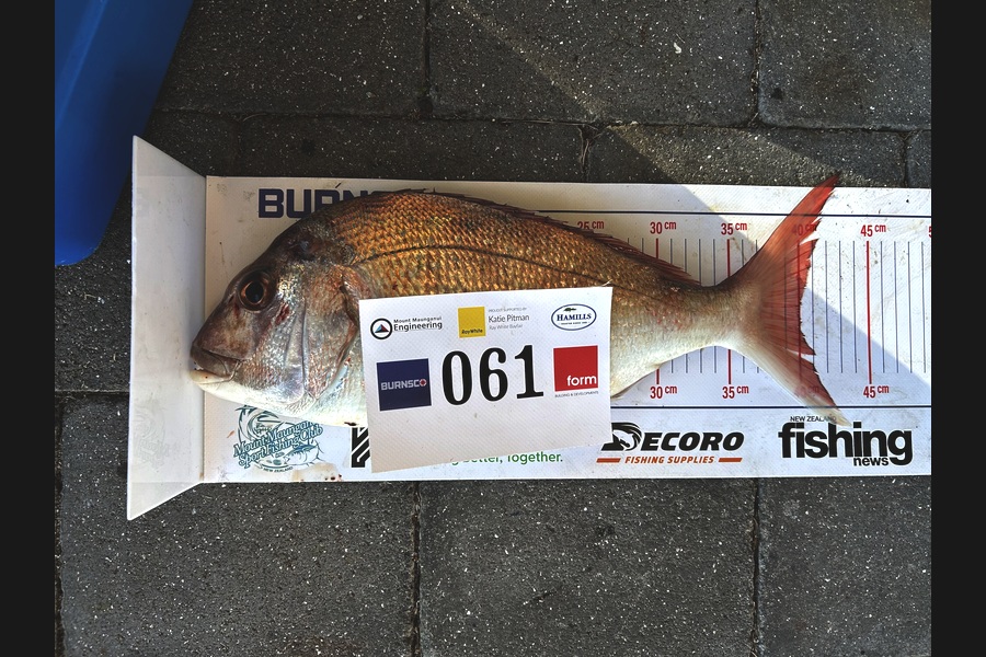 Chris Butler caught this 40.0cm Snapper at Bay of Plenty during The Export NZ Fishing Competition
