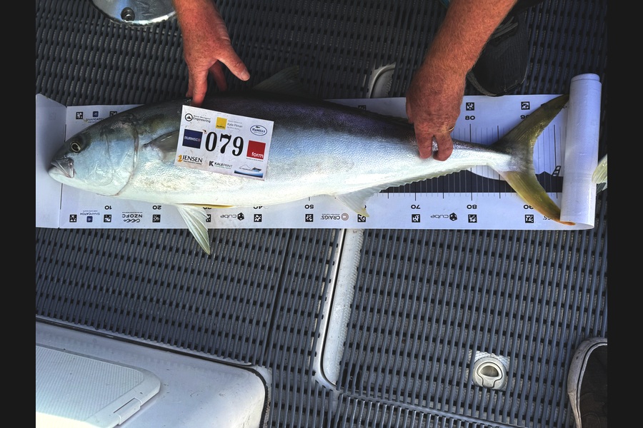 Anthony Nel caught this 91.0cm Kingfish at Bay of Plenty during The Export NZ Fishing Competition