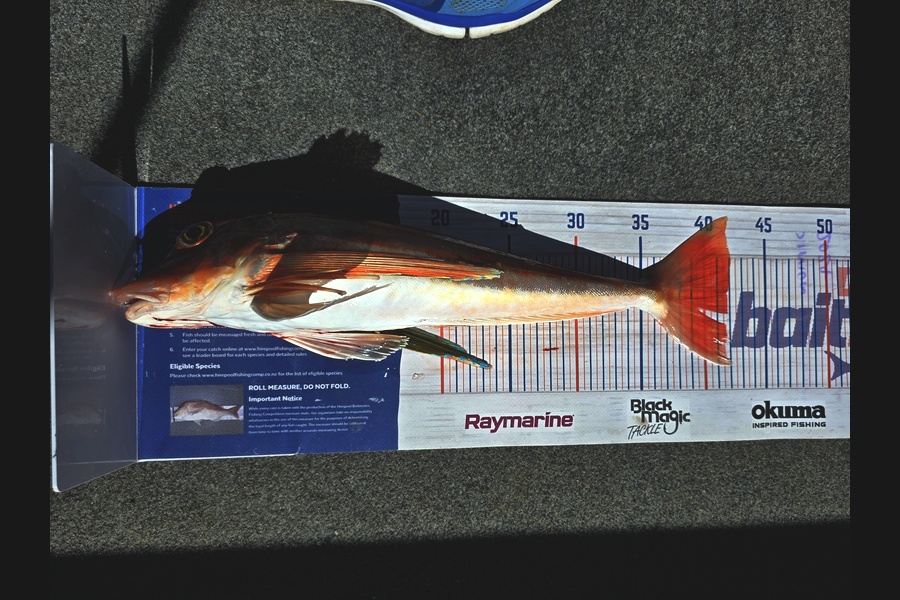 Simon Roberts caught this 41.5cm Gurnard at Auckland during The Export NZ Fishing Competition