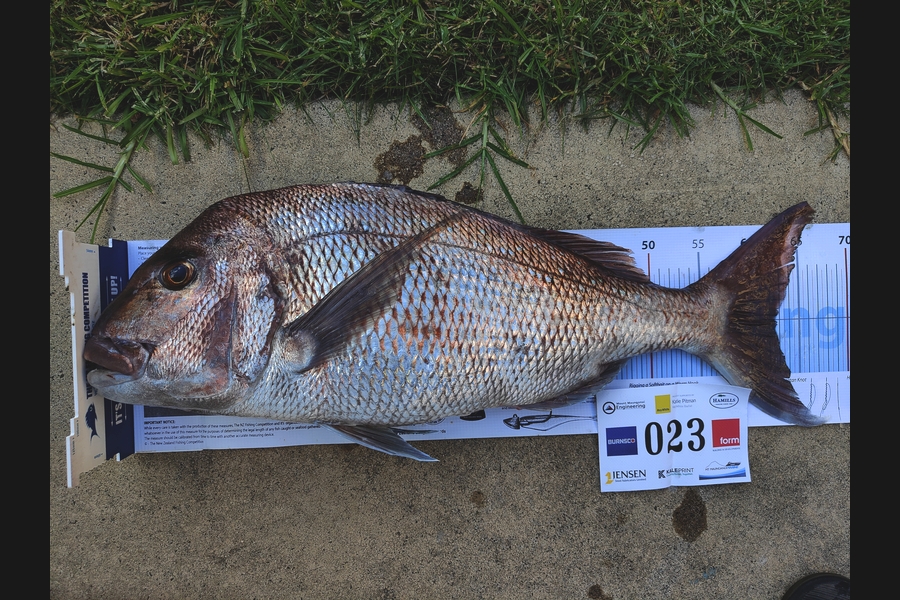 Vance Fulton caught this 62.5cm Snapper at Bay of Plenty during The Export NZ Fishing Competition