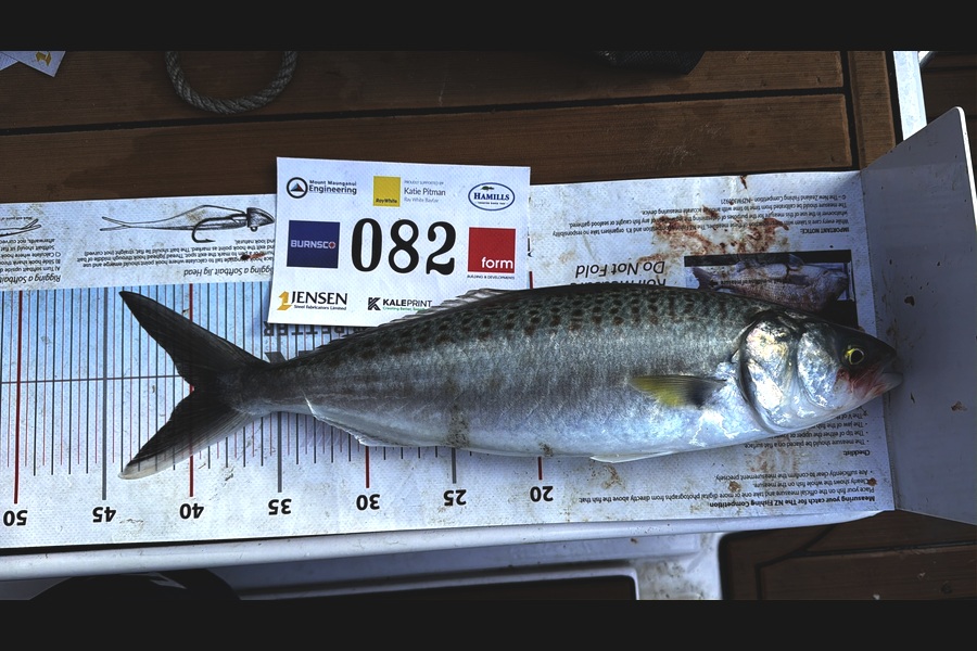 Quinn Tombleson caught this 39.5cm Kahawai at Bay of Plenty during The Export NZ Fishing Competition