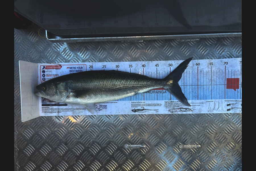 Maxwell Stringer caught this 52.5cm Kahawai at Bay of Plenty during The Export NZ Fishing Competition