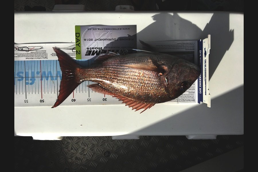 James Tempest caught this 43cm Snapper at Hot water beach  during The Export NZ Fishing Competition