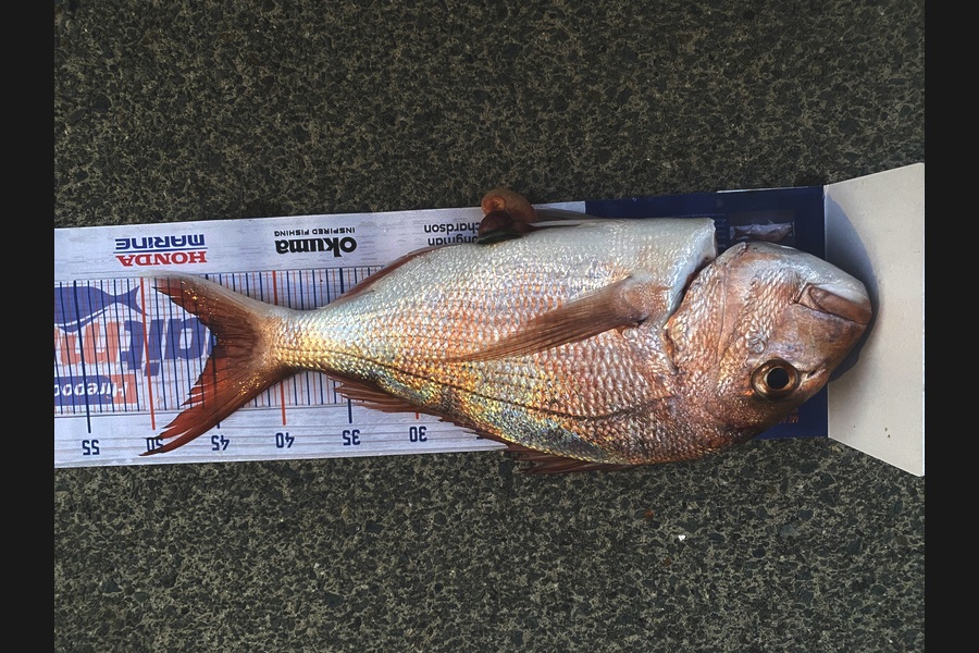 Errol Johnson caught this 44.5cm Snapper at Auckland during The Export NZ Fishing Competition