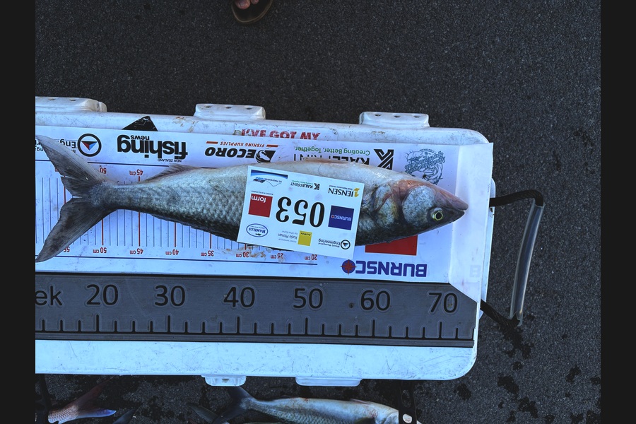 Jock Moore caught this 54.0cm Kahawai at Bay of Plenty during The Export NZ Fishing Competition