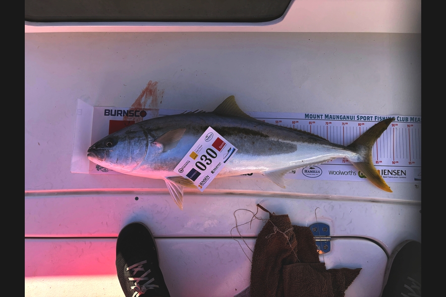 Glen Sheaff caught this 83.0cm Kingfish at Bay of Plenty during The Export NZ Fishing Competition