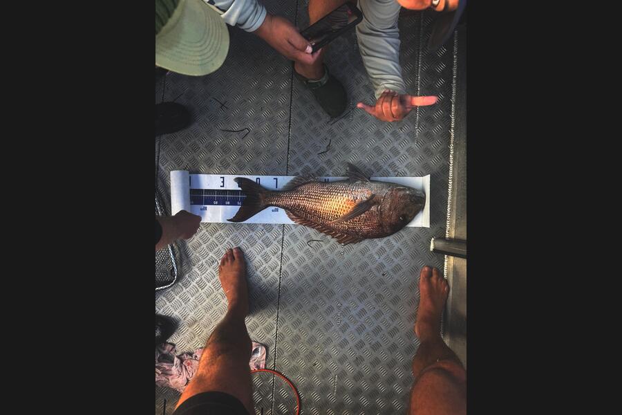 Matt Harrison caught this 72.0cm Snapper at Northland during The Export NZ Fishing Competition
