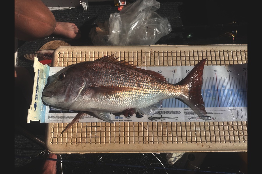 Bob Faram caught this 54.0cm Snapper at Auckland during The Export NZ Fishing Competition