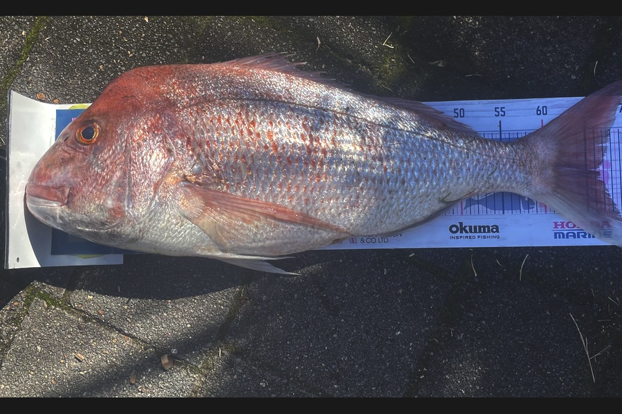 Graeme Duncan caught this 66.5cm Snapper at Bay of Plenty during The Export NZ Fishing Competition