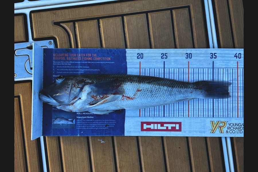 Vaughan Holdt caught this 38.0cm Blue Cod at Nelson/Marlborough during The Export NZ Fishing Competition
