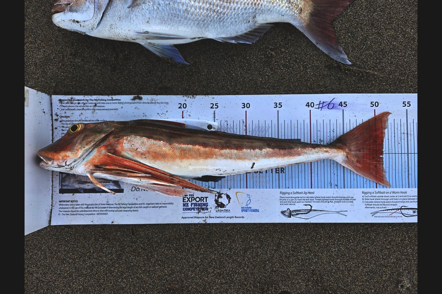 Andy Madill caught this 51.0cm Gurnard at Nelson/Marlborough during The Export NZ Fishing Competition