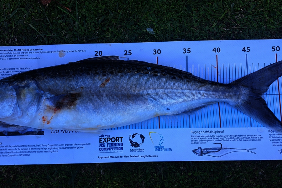 Dean Johnston caught this 47.0cm Kahawai at Waikato during The Export NZ Fishing Competition