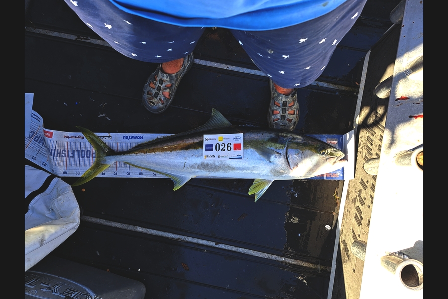 Greg Robertson caught this 98.5cm Kingfish at Bay of Plenty during The Export NZ Fishing Competition